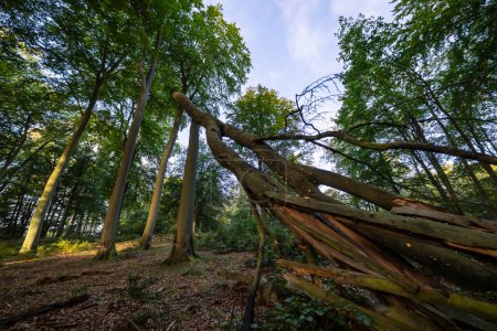 Téléchargez les photos : Paysages dans la forêt - Allemagne - Europe - en image libre de droit