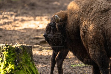 Photo for Wildlife - European Bison - Germany - Royalty Free Image