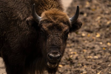 Photo for Wildlife - European Bison - Germany - Royalty Free Image