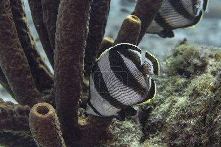 Foto de Peces tropicales en el arrecife de coral del Caribe - Imagen libre de derechos