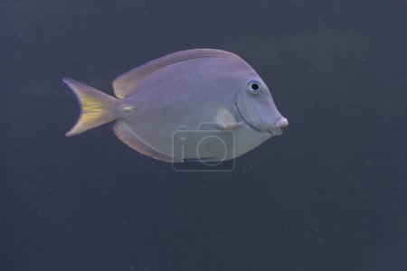 Photo for Tropical fish in the coral reef of the Caribbean - Royalty Free Image