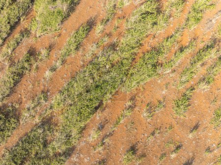 Téléchargez les photos : Le motif d'une île des Caraïbes - vue aérienne - plan supérieur - en image libre de droit