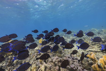 Foto de Vida marina con peces, coral y esponja en el Mar Caribe - Imagen libre de derechos