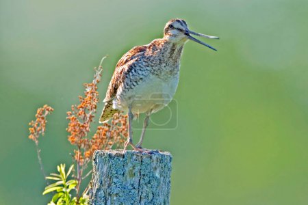 Photo for A Wilson's Snipe, Gallinago delicata, display from post - Royalty Free Image