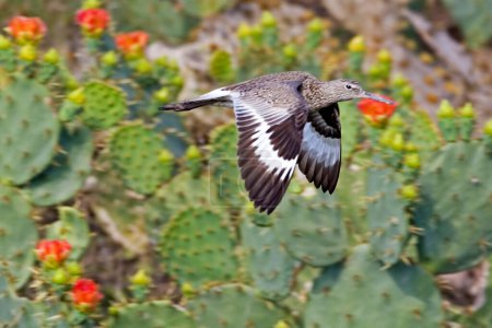 Photo for A Willet, Tringa semipalmata, flying with flowers in background - Royalty Free Image