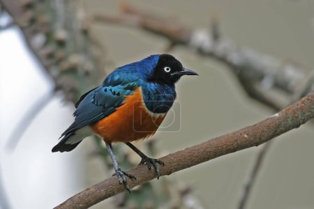 Photo for A Superb Starling, Aplonis magna, perched in a tree - Royalty Free Image