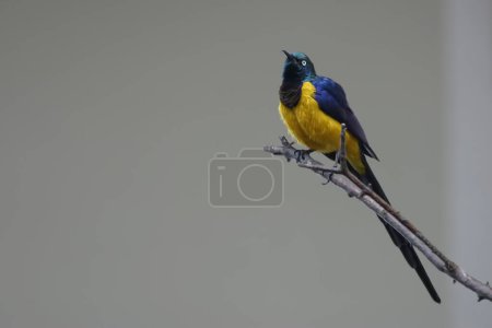 Photo for A Golden-breasted or Royal Starling, Lamprotornis regius, perched - Royalty Free Image