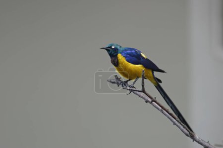 Photo for A Golden-breasted or Royal Starling, Lamprotornis regius, perched on a branch - Royalty Free Image