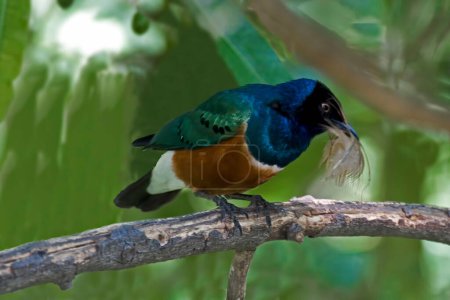 Photo for A Superb Starling, Aplonis magna, perched on a branch - Royalty Free Image