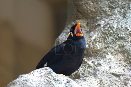 Photo for A Common Hill Myna, Gracula religiosa, calling - Royalty Free Image