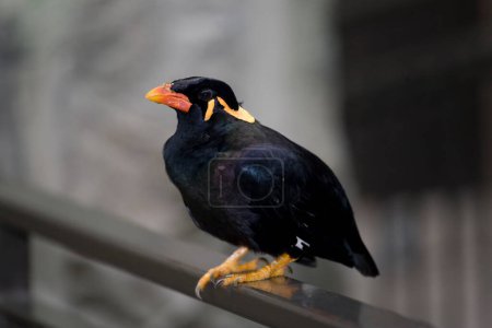 Photo for A Common Hill Myna, Gracula religiosa, perched on a rail - Royalty Free Image