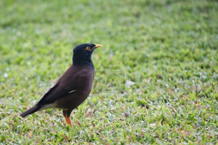 Photo for A Common Myna, Acridotheres tristis, on the ground - Royalty Free Image