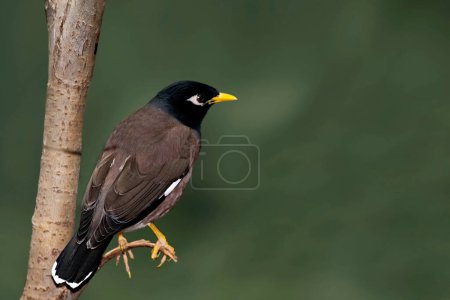 Photo for A Common Myna, Acridotheres tristis, close view - Royalty Free Image