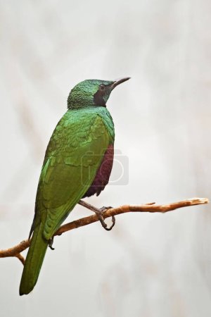 Téléchargez les photos : Vertical of a male Emerald Starling, Lamprotornis iris, perché - en image libre de droit