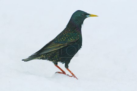 Photo for A European Starling, Sturnus vulgaris, in the snow - Royalty Free Image