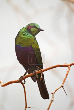 Téléchargez les photos : Vertical of a male Emerald Starling, Lamprotornis iris - en image libre de droit