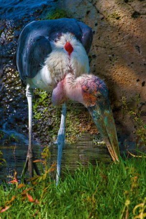 Photo for A Marabou Stork, Leptoptilos crumenifer, close up - Royalty Free Image
