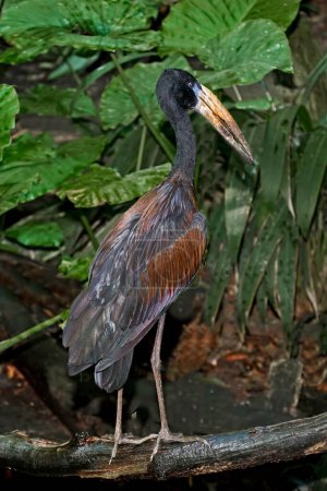 Photo for A Vertical of a Open-billed Stork, Anastomus oscitans - Royalty Free Image