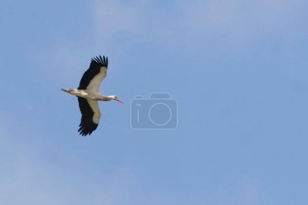 Photo for A View of a White Stork, Ciconia ciconia, flyng - Royalty Free Image