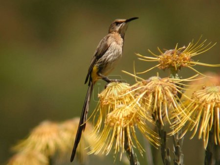 Photo for A Cape Sugarbird, Promerops cafer, perched on flower - Royalty Free Image