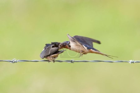 Foto de Una golondrina de granero, Hirundo rustica, alimentando a jóvenes en vuelo - Imagen libre de derechos