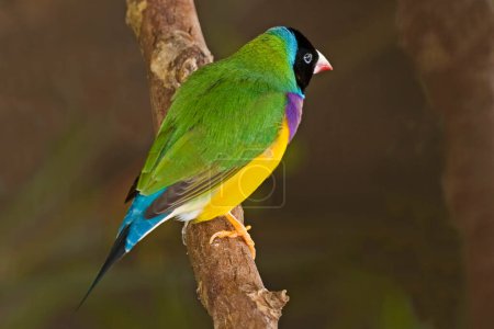 Photo for A Gouldian Finch, Erythrura gouldiae, perched in tree - Royalty Free Image