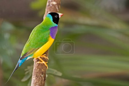 Photo for A Gouldian Finch, Erythrura gouldiae, perched on a branch - Royalty Free Image