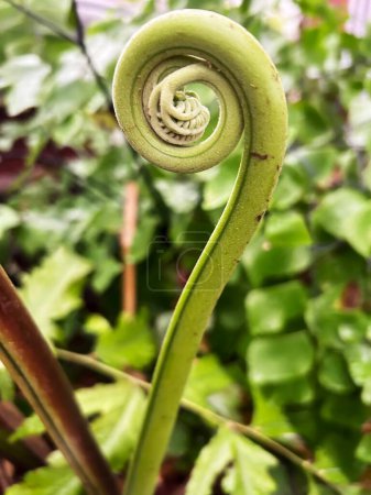 Photo for An Early fern growth popularly called a Fiddlehead - Royalty Free Image