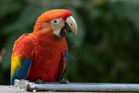 Portrait of scarlet macaw on a green blurred background.(Ara macao)