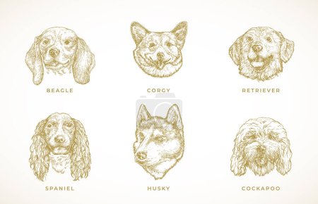 Illustration for Dog Breeds Illustrations Collection. Hand Drawn Spaniel, Corgy, Beagle, Retriever and Husky Adult Dogs Face Sketches Set. Engraving style drawings. Isolated - Royalty Free Image