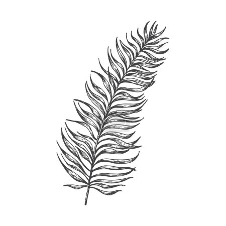 Ilustración de Palm Branch Hand Drawn Doodle Vector Illustration (en inglés). Floral Tropical Leaf Sketch Style Drawing. Aislado - Imagen libre de derechos