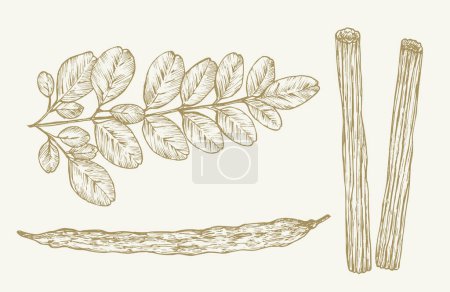 Photo for Moringa Oleifera Plant. Hand Drawn Sketch Superfood Herbs Vector Illustration. Natural Food Doodle. Isolated - Royalty Free Image