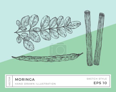 Photo for Hand Drawn Vector Moringa Oleifera Plant Illustration. Vegan Based Superfood Herbs Food Drawing with Colorful Background. Isolated - Royalty Free Image
