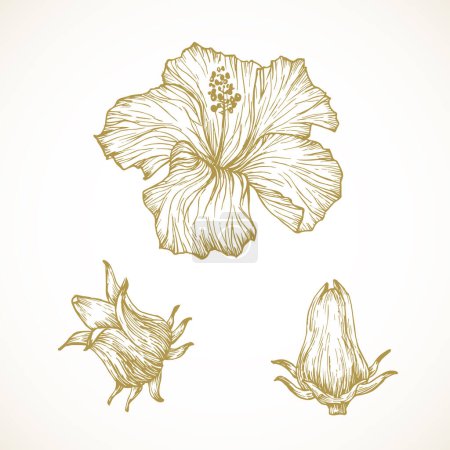 Illustration for Hibiscus Sabdariffa Flowers Hand Drawn Doodle Vector Illustration. Floral Tropical Foliage Sketch Style Drawing. Isolated - Royalty Free Image