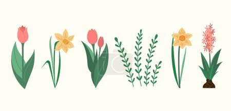 Photo for Blooming Tulips and Narcissus flowers spring vector illustrations collection. Green leaves and flowers blossom seasonal flat style drawings set. Isolated - Royalty Free Image