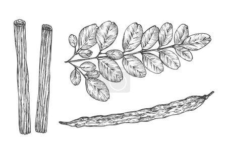 Moringa Oleifera Plant. Handgezeichnete Skizze Superfood Herbs Vector Illustration. Natural Food Doodle. Isoliert