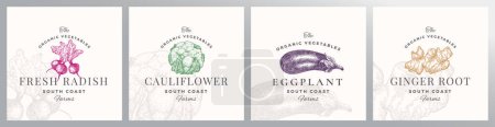 Illustration for Organic Vegetables Logo Templates Set. Hand Drawn Radish, Cauliflower, Eggplant and Ginger Root Sketches with Retro Typography. Premium Plant Based Vegan Food Badge Emblems Collection. Isolated - Royalty Free Image