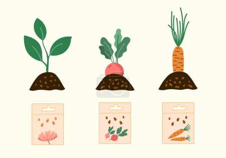 Illustration for Home vegetables gardening crops hobby illustrations set. Vector plants seedlings and seeds spring seasonal flat style collection. Isolated - Royalty Free Image