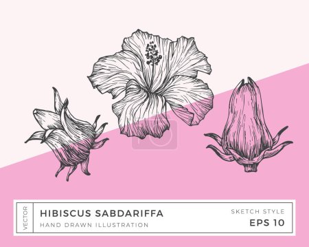 Téléchargez les illustrations : Vecteur dessiné à la main Hibiscus Sabdariffa Fleurs Illustration. Croquis botanique Dessin avec fond coloré. Isolé - en licence libre de droit