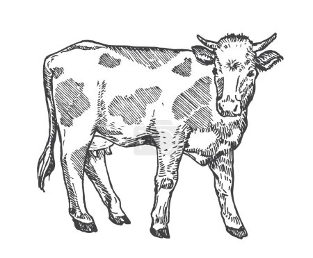 Téléchargez les illustrations : Illustration de bovins vectoriels dessinés à la main par des vaches adultes. Croquis d'animaux domestiques. Gravure Style Dessin. Isolé - en licence libre de droit