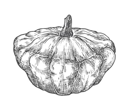 Téléchargez les illustrations : Illustration vectorielle de légumes dessinés à la main à la courge. Natural Vegan Plant Based Farm Food Doodle. Isolé - en licence libre de droit