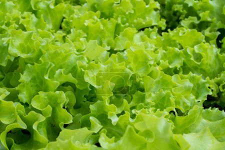Photo for Some fresh green lettuce leaves with copy space - Royalty Free Image