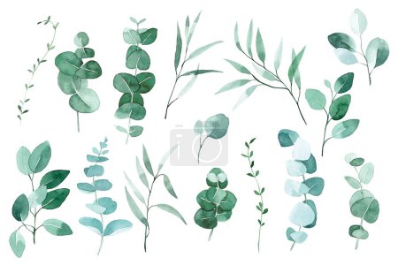 Aquarell-Set tropischer Eukalyptusblätter. große Kollektion mit zarten Blättern, Kräutern