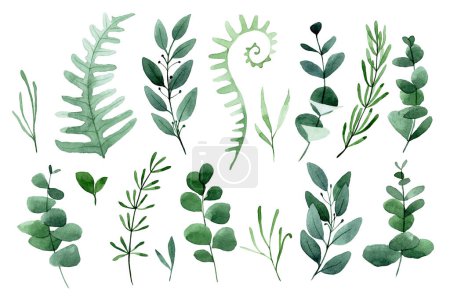Photo for Watercolor drawing. set of forest leaves and herbs. green leaves, fern, eucalyptus, lavender, rosemary - Royalty Free Image