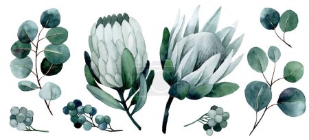 Photo for Watercolor drawing set of tropical flowers and leaves. protea and eucalyptus leaves - Royalty Free Image