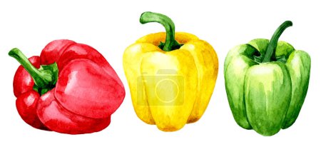 Foto de Dibujo de acuarela. conjunto de pimientos, rojo, verde y amarillo. legumbres. - Imagen libre de derechos