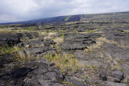 Photo for Lava field in Big island in Hawaii - Royalty Free Image
