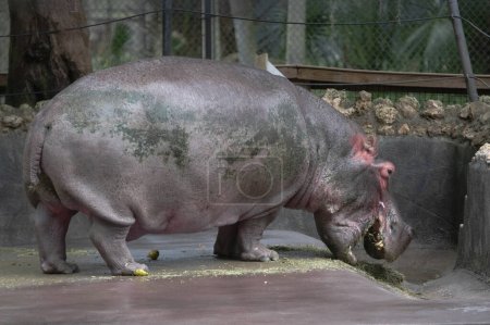 Foto de Hipopótamo comiendo una paca de heno - Imagen libre de derechos