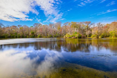 Photo for A breathtaking view of Wakulla Springs, where crystal-clear waters meet warm earth tones, creating an enchanting landscape that charms the mind. - Royalty Free Image