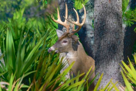 Ein majestätischer 9-Punkte-Bock steht stolz inmitten des ruhigen Waldes, eine königliche Präsenz im Herzen des St. Andrews State Park.